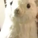 The alpaca clan