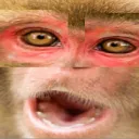 Monkebot's Jungle
