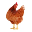 THE ULTIMATE CHICKEN COOP