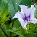 Datura /Del/
