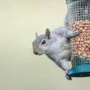 Birds and Squirrels