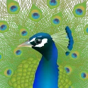Peacock3d