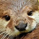 Otter Side