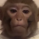 monky