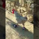 Alive Little Roosters