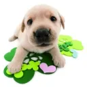 gorduratrans Discord Server Icon