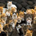 Cat Cult