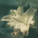 𝅄 ֹ ׅ ⁺２００⡾𝄞⡾ＤΛＹＳ𝅄 ֹ ⁺ ׅ Discord Server Icon