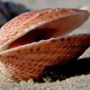 La Coquille