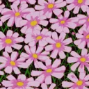 happy (gay) flower garden