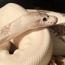 Ball Python Breeders 🐍
