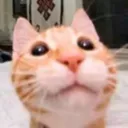 Cattocord