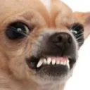 DoggertQBones's Competitive Server
