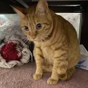 身内ゲームサーバー