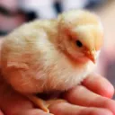 Aesthetic Chickss 🐥