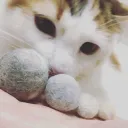 あるとさば