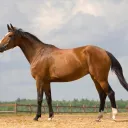 HomieAppleTree's Goofy Discord🍎🌳's icon