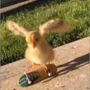 Ducky's Superior Server