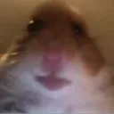 rat.