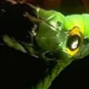 THE_SNAKEPIT