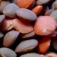 Lentillion's Lentils