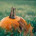 Culture de citrouilles 🎃