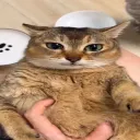 ᴄᴜᴢᴢɪᴇꜱ ꮺ Discord Server Icon