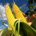Corn Cult never dies
