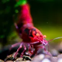 ShrimpEnthusiasts