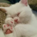 Mochi
