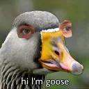 Hi I'm Goose!