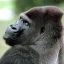 House Of Monke