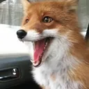 June's Fox House