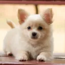 お犬同盟集会所