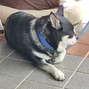 ふわや魔境最強ゲーミング