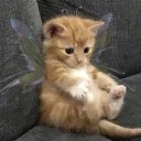 Community Server