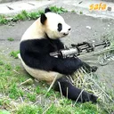 Panda Squad