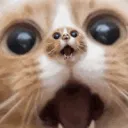 Epic Cat Gang (ECG)