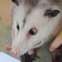 O’possum Discord Server Icon