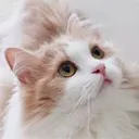 DragonFruit animations