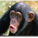 Monke Kingdom