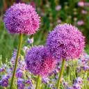Onion Blossom Craft