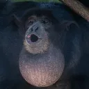 A Southeast Asian Jungle