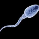 failed sperm cells