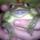 The Froggy Army!