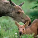 Moose Meadows