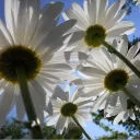 - The Garden -
