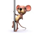 rats
