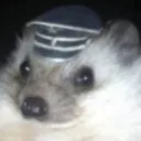 hedgehog base