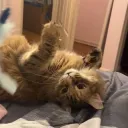 The Litter Box